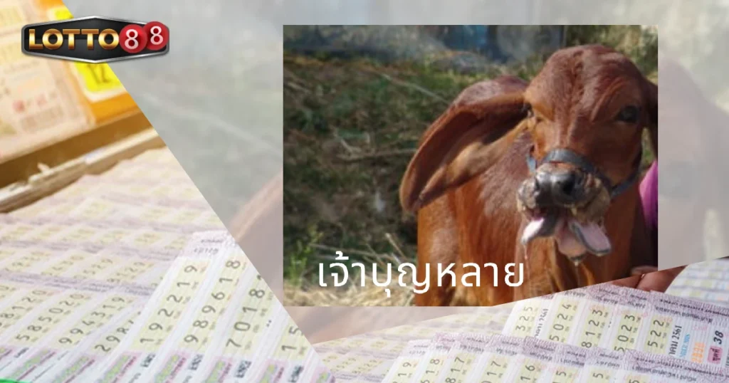 ชาวบ้านฮือฮา พบลูกวัวมีลิ้นสองแฉก